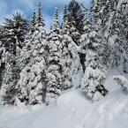 Alpine Snow
 / Много снега